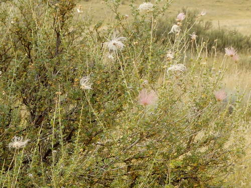 GDMBR: Roadside Shrubbery, unknown type to us.